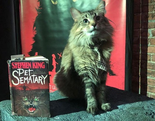 Коты из “Кладбища домашних животных” тоже сидят в Instagram